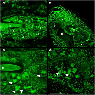 Molecular Transducers from Roots Are Triggered in Arabidopsis Leaves by Root-Knot Nematodes for Successful Feeding Site Formation: A Conserved Post-Embryogenic De novo Organogenesis Program?